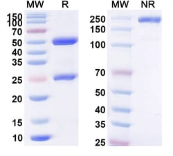 BIOHIPPO&nbsp;Anti-Benzonase Nuclease Monoclonal Antibody (1A229), 100 µg