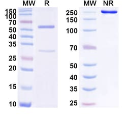 BIOHIPPO&nbsp;Anti-Benzonase Nuclease Monoclonal Antibody (1A192), 100 µg