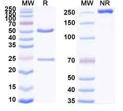BIOHIPPO&nbsp;Anti-Agrobacterium sp. aroA/EPSPS Monoclonal Antibody (1A079), 100 µg
