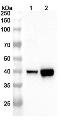 BIOHIPPO&nbsp;Anti-PTER Polyclonal Antibody, 100 µg