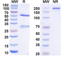 BIOHIPPO&nbsp;Anti-Helicobacter pylori HP_1019/Periplasmic serine endoprotease DegP-like Monoclonal Antibody (1A176), 100 µg