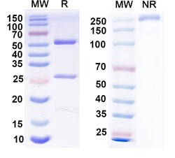 BIOHIPPO&nbsp;Anti-FITC/Fluorescein isothiocyanate Monoclonal Antibody (1A183), 100 µg
