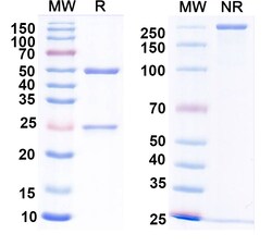 BIOHIPPO&nbsp;Anti-Agrobacterium sp. aroA/EPSPS Monoclonal Antibody (1A076), 100 µg