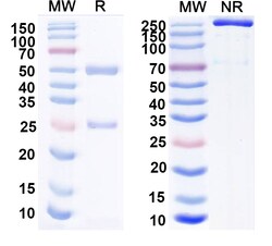 BIOHIPPO&nbsp;Anti-Human PG II/PGC Monoclonal Antibody (1A291), 100 µg