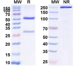BIOHIPPO&nbsp;Anti-Human GAPDH Monoclonal Antibody (1A201), 100 µg