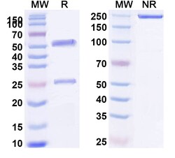 BIOHIPPO&nbsp;Anti-Human GAPDH Monoclonal Antibody (1A200), 100 µg