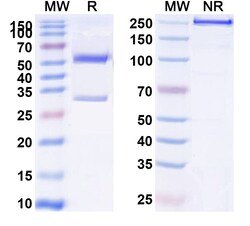 BIOHIPPO&nbsp;Anti-Human PG I/PGA Monoclonal Antibody (1A288), 100 µg
