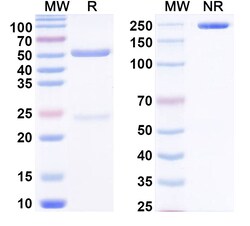 BIOHIPPO&nbsp;Anti-Pyrroline-5-carboxylate/P5C Monoclonal antibody (1A055), 100 µg