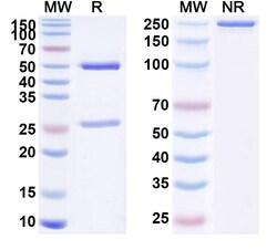 BIOHIPPO&nbsp;Research Grade Anti-Human TM4SF1/M3S1 Biosimilar Antibody (AGX-A07), 100 µg