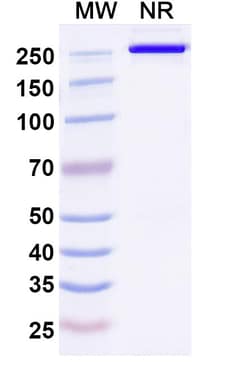 BIOHIPPO&nbsp;Research Grade Anti-Human DLK1 Biosimilar Antibody (ADCT-701), 100 µg