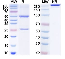 BIOHIPPO&nbsp;Research Grade Anti-Human OSM/Oncostatin-M Biosimilar Antibody (GSK 2330811), 100 µg