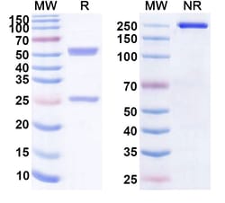 BIOHIPPO&nbsp;Research Grade MK-4721 Biosimilar Antibody, 100 µg