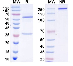 BIOHIPPO&nbsp;Anti-Trypanosoma cruzi TS/Trans-sialidase Antibody (13G9), 100 µg