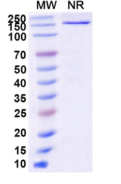BIOHIPPO&nbsp;Anti-Human BRAF/B-Raf (V600E) Antibody (SAA2181), 100 µg