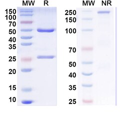 BIOHIPPO&nbsp;Anti-Influenza A virus Neuraminidase/NA Antibody (NC10), 100 µg