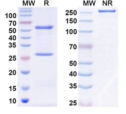 BIOHIPPO&nbsp;InVivoMAb Anti-Human TGFA/TGF-alpha (Iv0068), 100 µg
