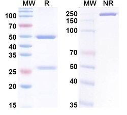 BIOHIPPO&nbsp;InVivoMAb Anti-HSV1/HHV1 gB/Envelope glycoprotein B (Iv0044), 100 µg