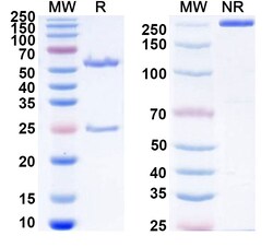 BIOHIPPO&nbsp;Research Grade Anti-Human FOLH1/PSMA Biosimilar Antibody (MT112), 100 µg