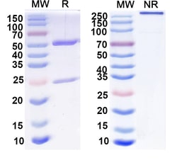 BIOHIPPO&nbsp;Anti-Complex spinal cord protein sample Antibody (L7/3), 100 µg