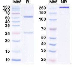 BIOHIPPO&nbsp;Research Grade Anti-Human IL10 Biosimilar Antibody (MK-1966), 100 µg