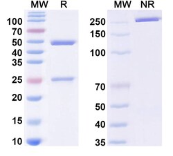BIOHIPPO&nbsp;InVivoMAb Human AS Fc Block&trade; (Iv0017), 100 µg