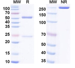 BIOHIPPO&nbsp;InVivoMAb Anti-HIV-1 gp140/Env Trimer Broadly Neutralizing Antibody (Iv0112), 100 µg