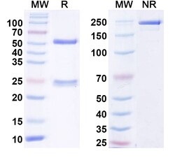 BIOHIPPO&nbsp;InVivoMAb Anti-Human CXCL1/NAP-3/GRO-alpha (Iv0085), 100 µg