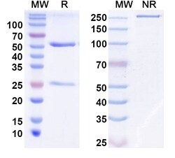 BIOHIPPO&nbsp;InVivoMAb Anti-Human TGFB1/TGF-beta-1 (Iv0069), 100 µg