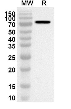 BIOHIPPO&nbsp;Anti-IARS1 Polyclonal Antibody, 100 µg