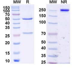 BIOHIPPO&nbsp;InVivoMAb Anti-HSV1/HHV1 gD/Envelope glycoprotein D (Iv0045), 100 µg