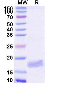 BIOHIPPO&nbsp;Anti-Zika Virus Envelope protein E Nanobody (SAA2297), 100 µg