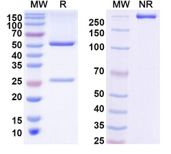 BIOHIPPO&nbsp;Anti-Human BRAF/B-Raf (V600E) Antibody (SAA2068), 100 µg