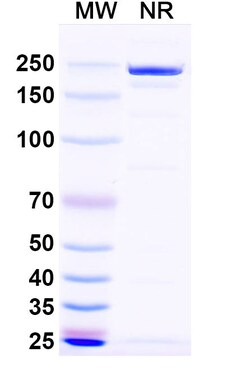 BIOHIPPO&nbsp;InVivoMAb Anti-Influenza A virus Neuraminidase/NA Antibody (1G01), 100 µg