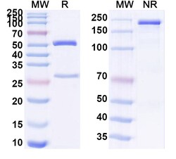BIOHIPPO&nbsp;Anti-Aspergillus niger GOD/gox/Glucose oxidase Antibody (BC8), 100 µg