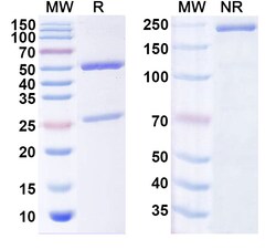 BIOHIPPO&nbsp;InVivoMAb Anti-Human CLDN3/Claudin-3 Antibody (CDN04), 100 µg