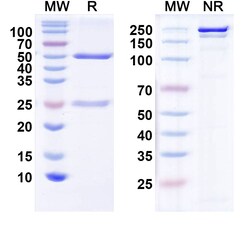 BIOHIPPO&nbsp;InVivoMAb Anti-Human GIPR/GIP-R Antibody (Iv0211), 100 µg