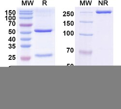 BIOHIPPO&nbsp;InVivoMAb Anti-Bordetella pertussis cyaA/Cyclolysin Antibody (Iv0144), 100 µg