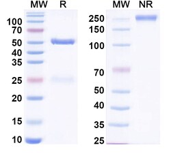 BIOHIPPO InVivoMAb Anti-Human CCL14/NCC-2 (Iv0082), 100 µg, Quantity: Each