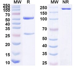 BIOHIPPO&nbsp;InVivoMAb Anti-Human CD340/ERBB2/HER2/NEU Antibody (520C9), 100 µg