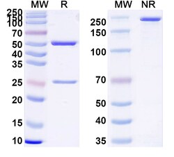 BIOHIPPO&nbsp;InVivoMAb Anti-Human TNFSF9/4-1BBL Antibody (Iv0139), 100 µg