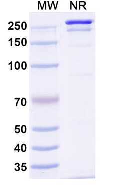 BIOHIPPO&nbsp;InVivoMAb Anti-Influenza A virus Neuraminidase/NA Antibody (1G04), 100 µg