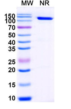 BIOHIPPO&nbsp;Anti-GST 26 Nanobody (ABS0324), 100 µg
