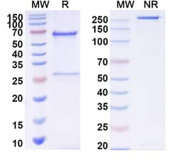 BIOHIPPO&nbsp;InVivoMAb Anti-MERS-CoV S1 N-terminal domain/S1-NTD Antibody (G2), 100 µg