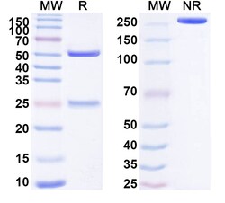 BIOHIPPO&nbsp;Anti-Human BRAF/B-Raf Antibody (SAA1756), 100 µg
