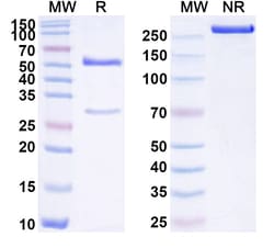 BIOHIPPO&nbsp;Anti-Human TERT Antibody (SAA1735), 100 µg
