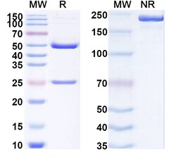BIOHIPPO&nbsp;InVivoMAb Anti-MERS-CoV S2/Spike glycoprotein 2 Antibody (1.6C7), 100 µg