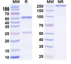 BIOHIPPO&nbsp;Research Grade Anti-Human CD185/CXCR5 Biosimilar Antibody (BAY-924), 100 µg