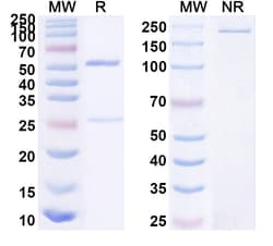 BIOHIPPO&nbsp;InVivoMAb Anti-HSV1/HHV1 gD/Envelope glycoprotein D (Fd138-80), 100 µg