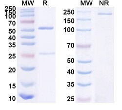 BIOHIPPO&nbsp;InVivoMAb Anti-HSV1/HHV1 gB/Envelope glycoprotein B (Fd79), 100 µg