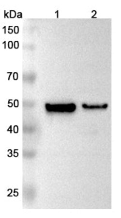 BIOHIPPO&nbsp;Anti-MAT2A Polyclonal Antibody, 100 µg